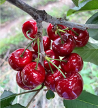 Cherry Seeds