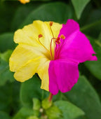 Marvel of Peru Four O' Clock Seeds | Garden Flower Broken Color Changing Transform Pink Rainbow Plant Leaf Seed 2022 Season Fast Shipping