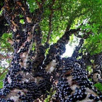 Jabuticaba-Plinia cauliflora-Semillas de uva de árbol