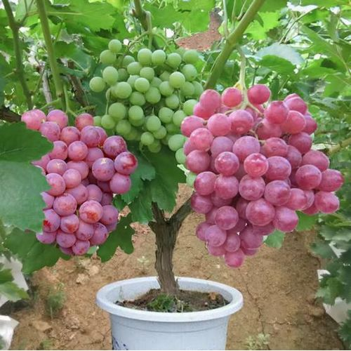 🍇Semillas de Vid en Maceta