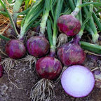 Semillas de cebolla morada de frutas y verduras
