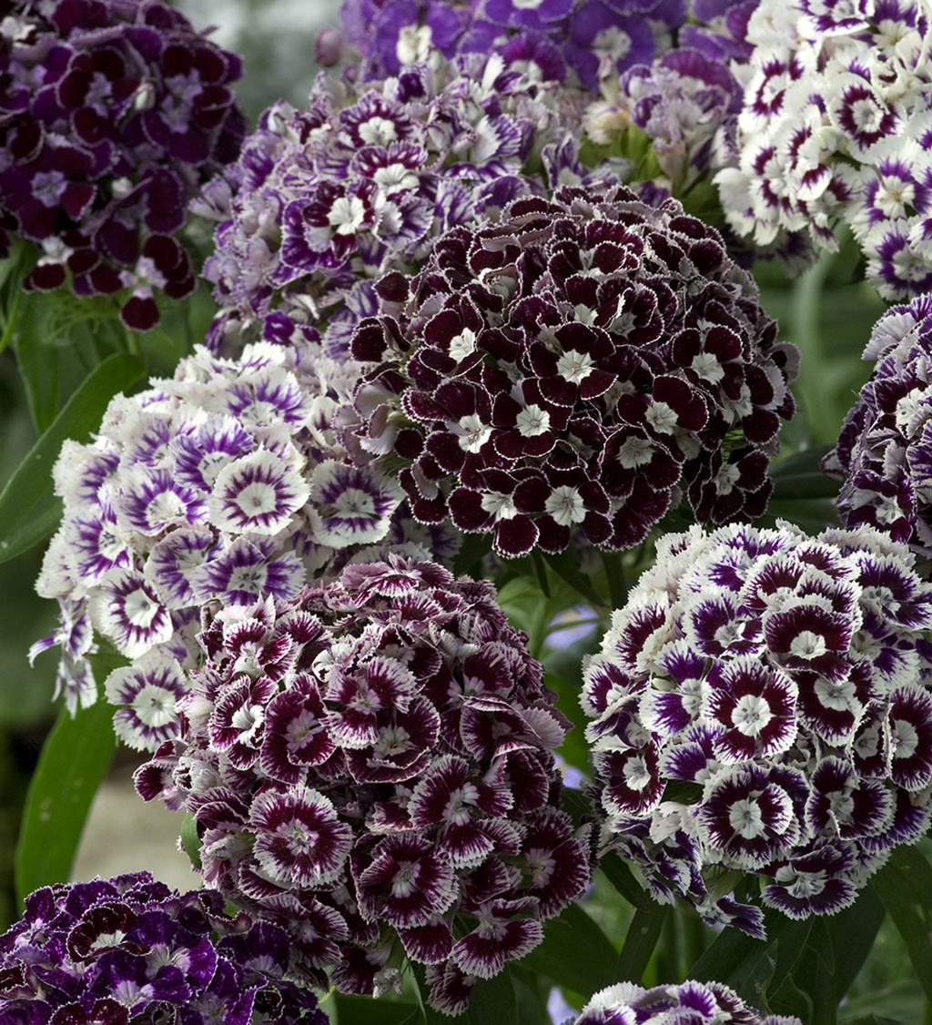 Semillas Mixtas Dianthus Corona