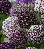 Semillas Mixtas Dianthus Corona