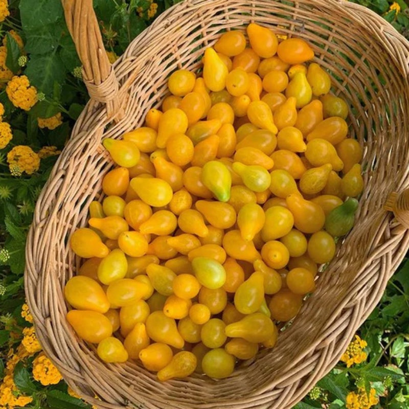 🔥50% de descuento🔥-Semillas de Tomate Pera Amarillo