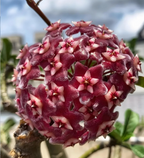 ⭐️Semillas de flores Hoya Carnosa | Bola de flores en forma de estrella