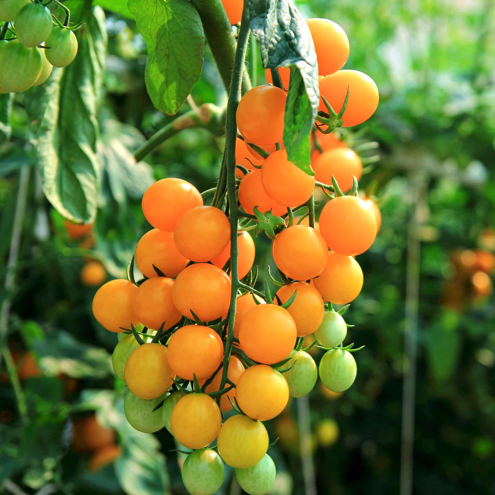 Semillas de tomate cherry amarillo Patio Choice