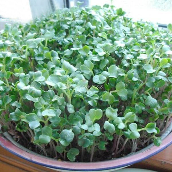 Semillas de brotes de rábano