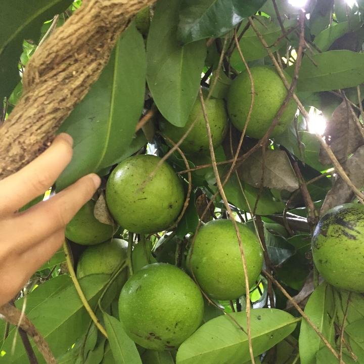 Semillas de Zapote Negro