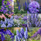 💜 Semillas de flores mezcladas azules y moradas