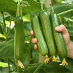 🥒 40% Off Climbing Cucumber Seeds – Grow Fresh & Save Big!