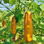 Old Cucumber Seeds
