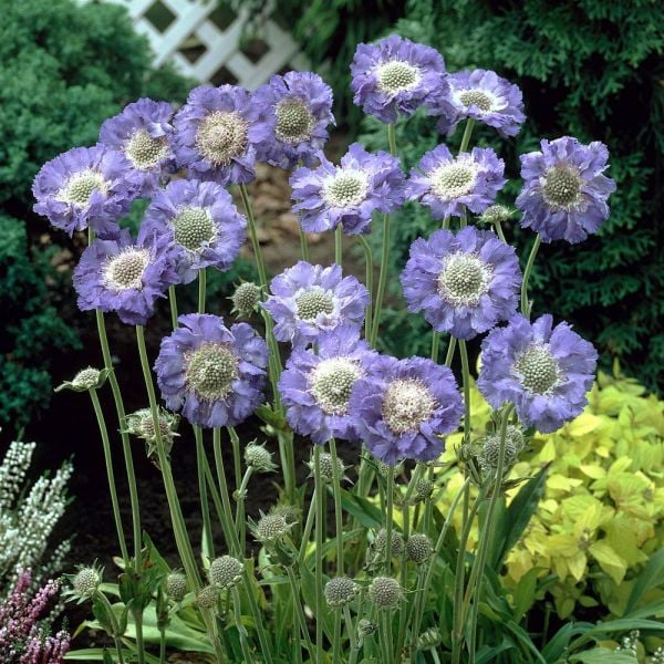 Semillas de Scabiosa Comosa
