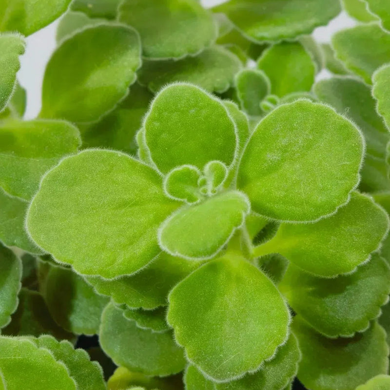 Semillas de pachulí, planta mágica que huele bien al tocarla
