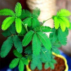 COLORFUL MIMOSA SEEDS
