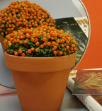 Planta suculenta en maceta 'Pearl Orange'