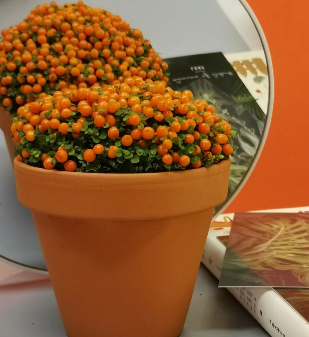 Planta suculenta en maceta 'Pearl Orange'