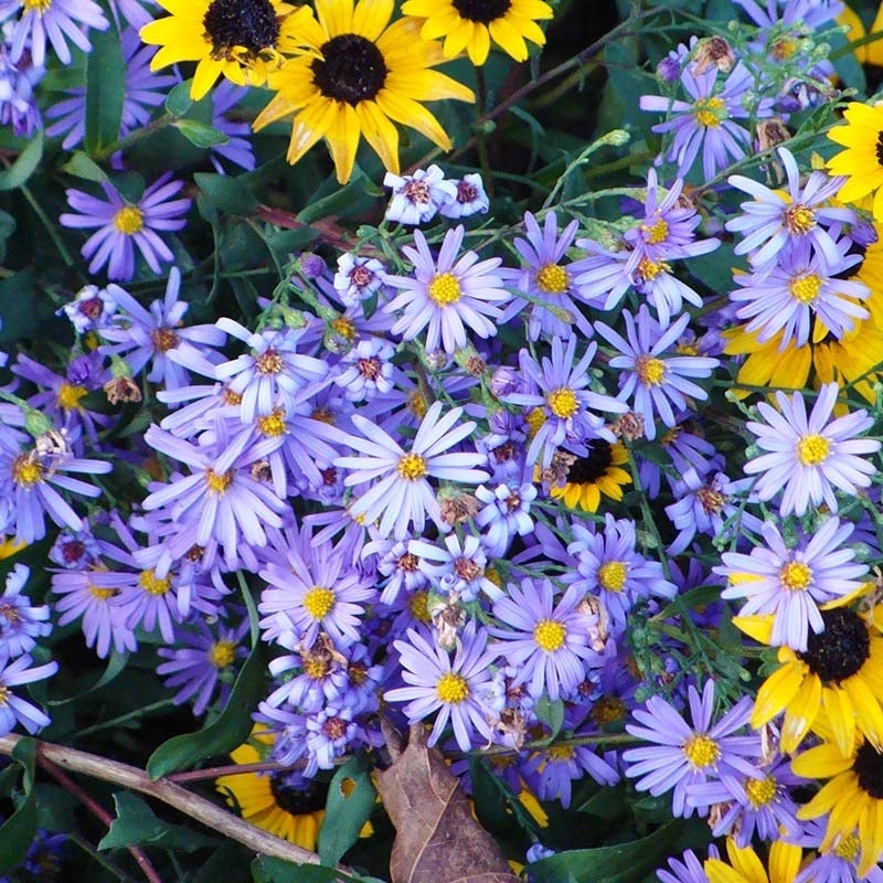 🌼 Colección Superstar Aster: Belleza de finales de verano a otoño