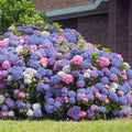 🌸Hortensia: La Belleza Atemporal de Cada Jardín ✨