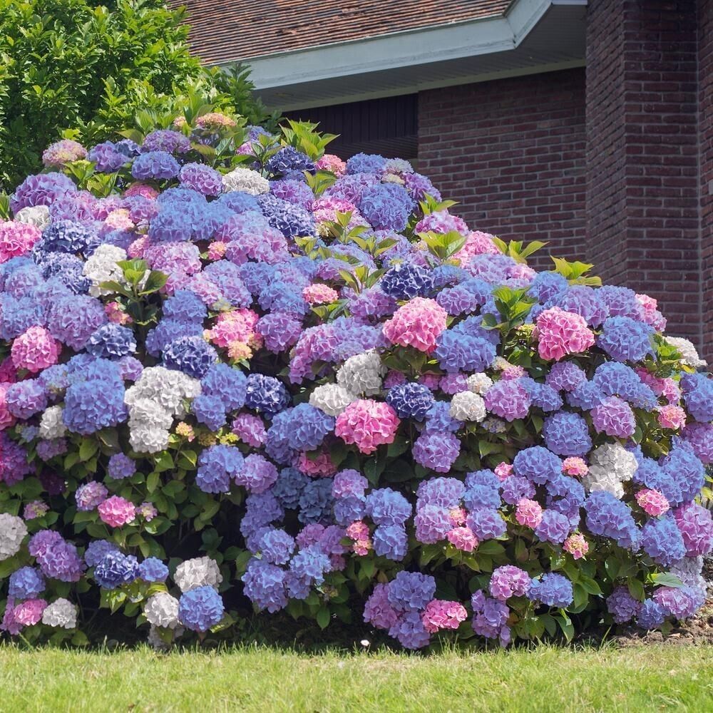 🌸Hortensia: La Belleza Atemporal de Cada Jardín ✨