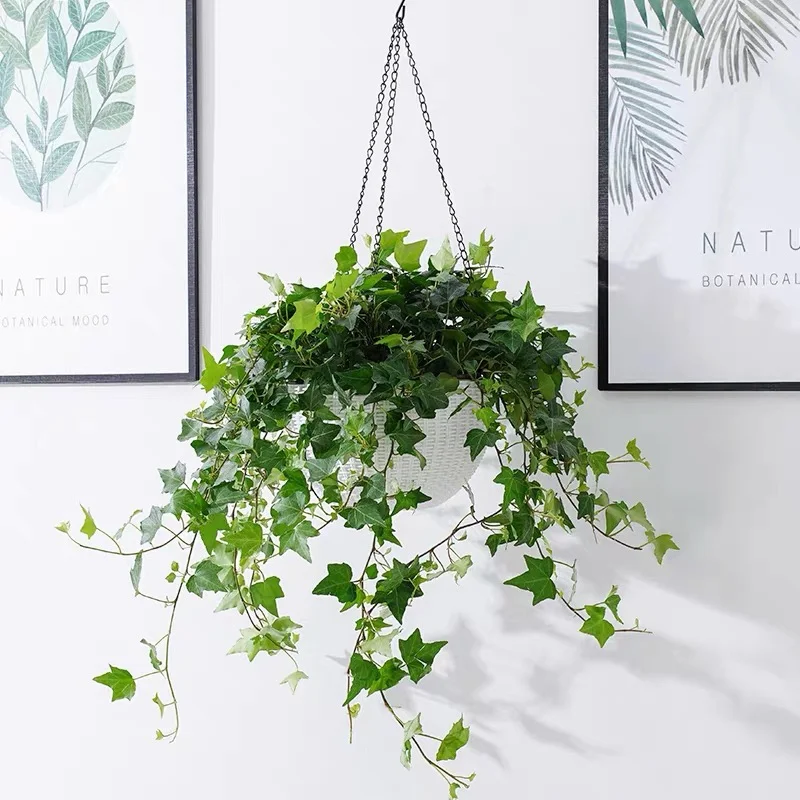 🌿 Elegantes Enredaderas Colgantes·Hiedra-Lealtad, Amistad