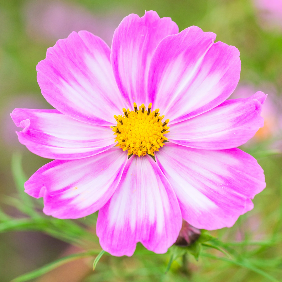 🌺Cosmos - Florecer Significa Felicidad y Suerte