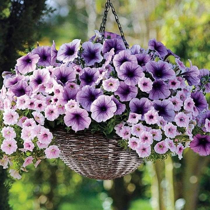 🌸Semillas de petunia