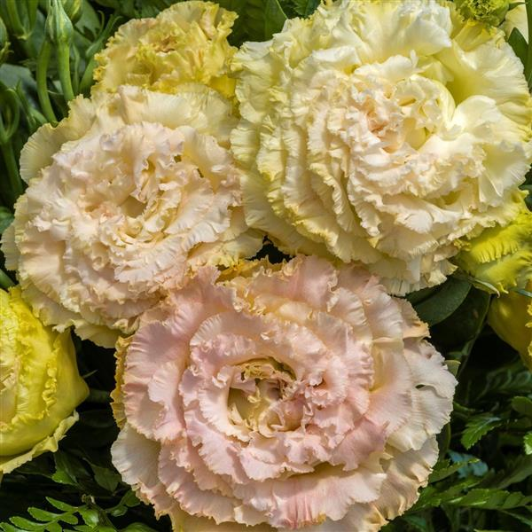 Semillas de Eustoma Russellianum