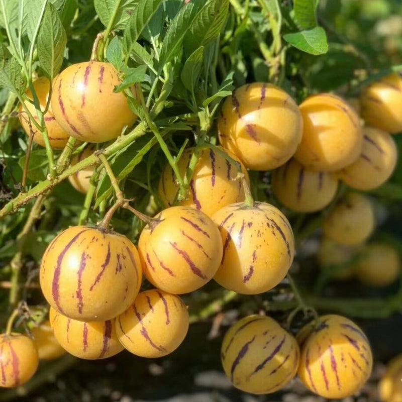 🍈Semillas de Pepino Semillas de Fruta de Ginseng
