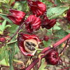 Semillas de hibisco Ribena