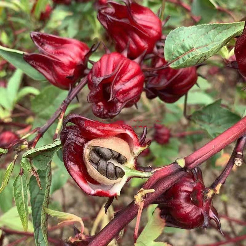 Semillas de hibisco Ribena