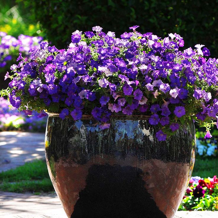 🌸Semillas de petunia