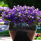 🌸Semillas de petunia