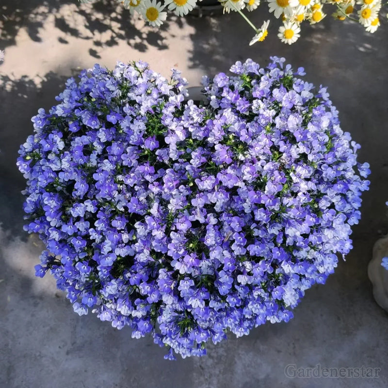 🌈Planta Tapizante Óptima✨Semillas de Lobelia Erinus Rastrera