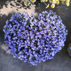 🌈Planta Tapizante Óptima✨Semillas de Lobelia Erinus Rastrera