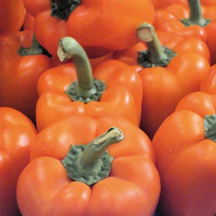 Pimiento Milena F1 Ecológico