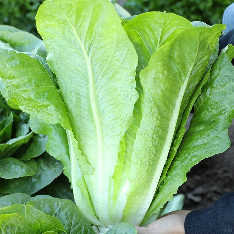 Semillas de vegetales Pavo Real de Verano