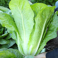 Semillas de vegetales Pavo Real de Verano