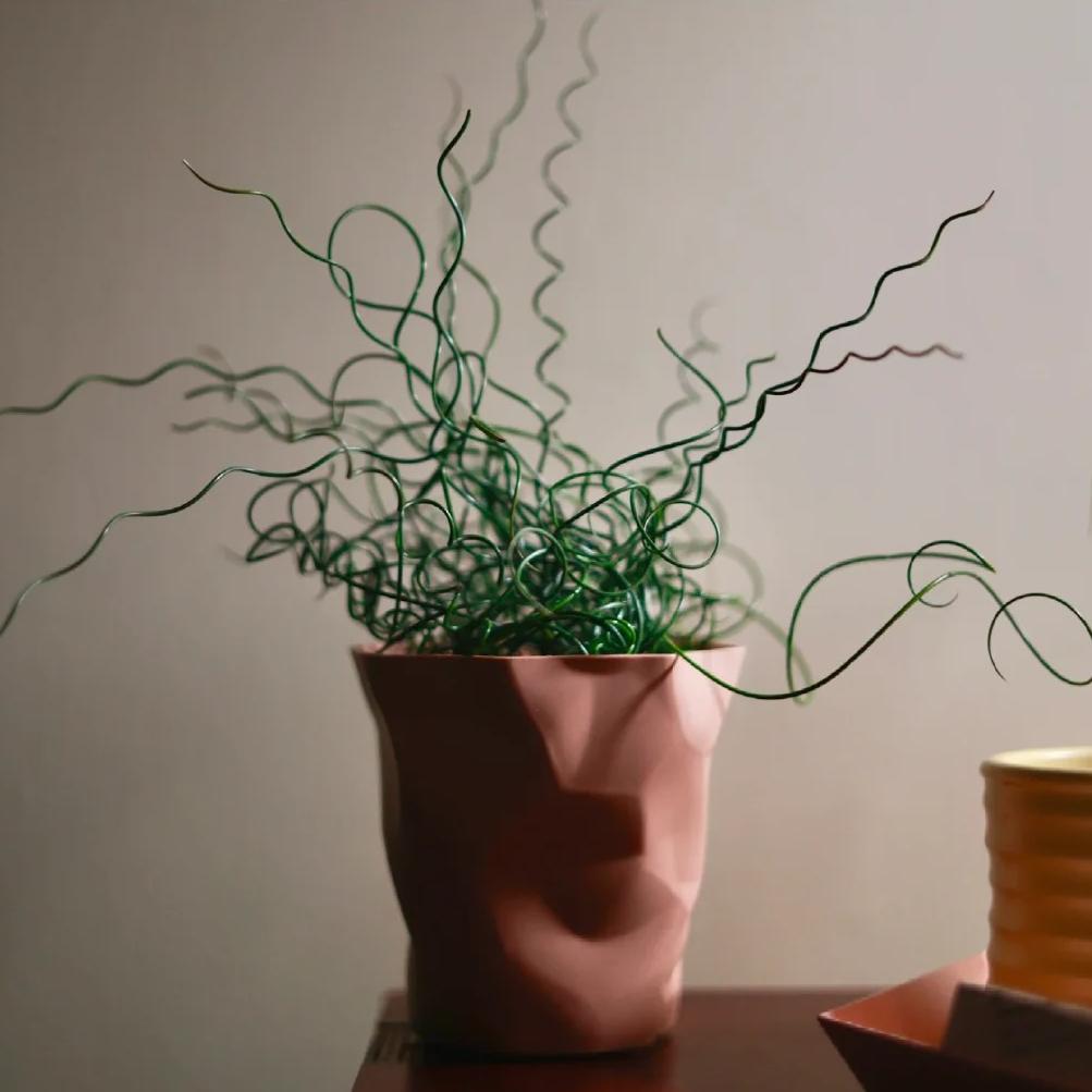 🌿Hierba Espiral - Curva y Bonita