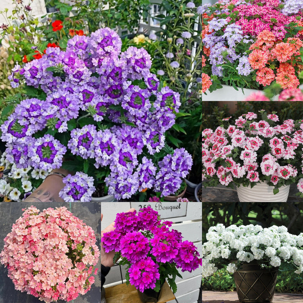 💐Semillas de Verbena de Jardín