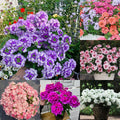 💐Semillas de Verbena de Jardín