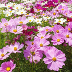 🌺Cosmos - Florecer Significa Felicidad y Suerte