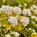 💛Spiraea Golden Fountain