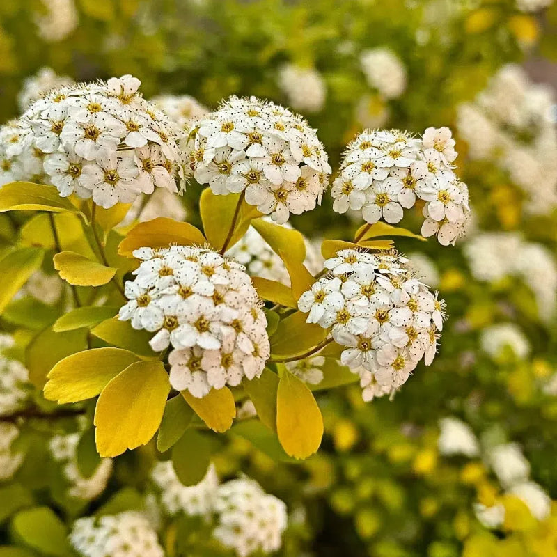 💛Spiraea Golden Fountain