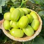 🥒 Pepino Jade Maiden - Dulce, Crujiente y Refrescante