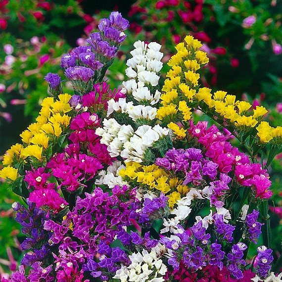 Mezcla de semillas de flores Royal Meadow