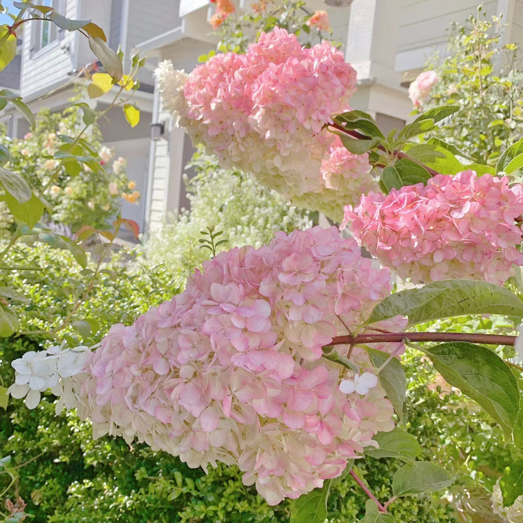 Semillas de flores de hortensia paniculata 💞 Semillas de flores para jardín en casa