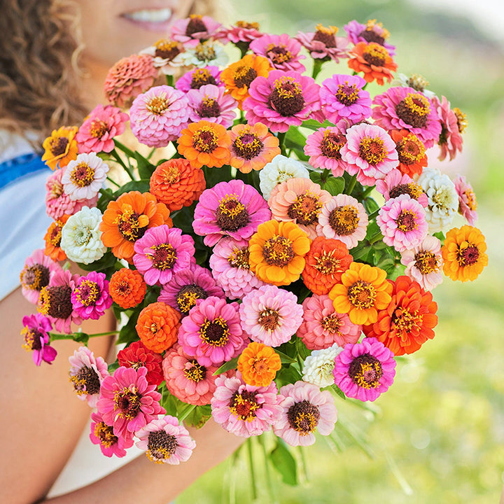 🌺Semillas de Zinnia Doble Enana