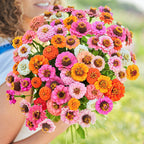 🌺Semillas de Zinnia Doble Enana