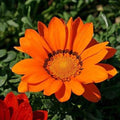 Semillas de Gazania Rigens Girasol del Tesoro