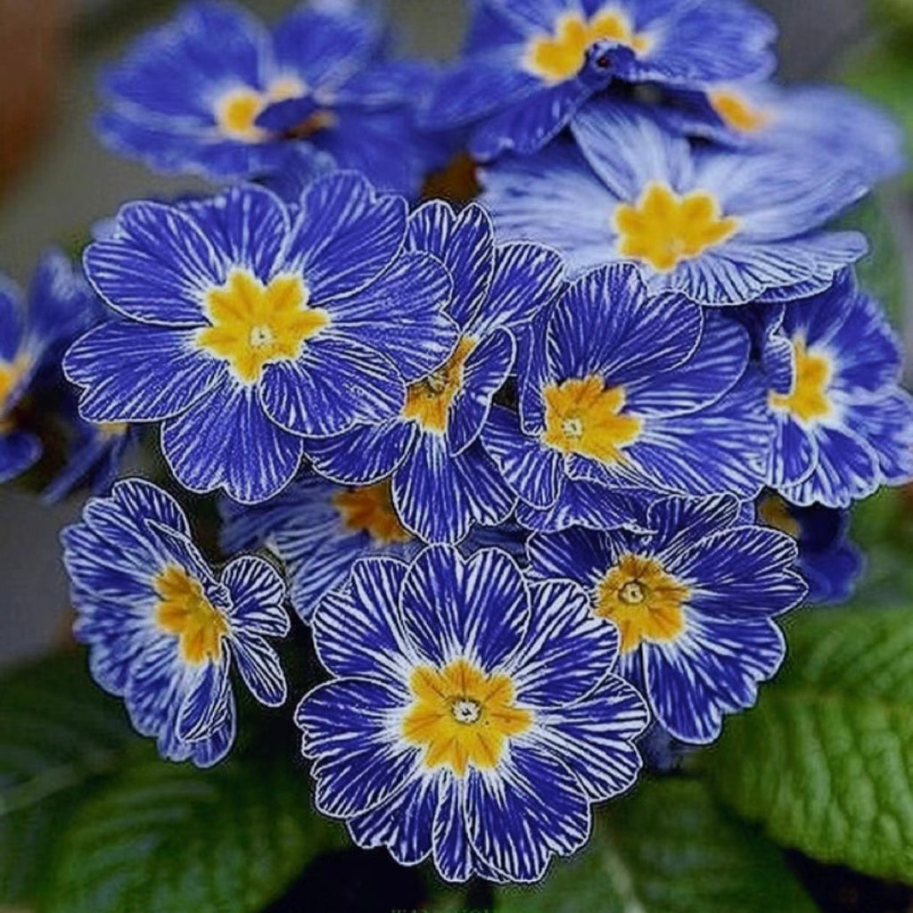 Semillas de prímula "Cebra Azul"